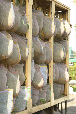 Bags of tea leaves hung in rows