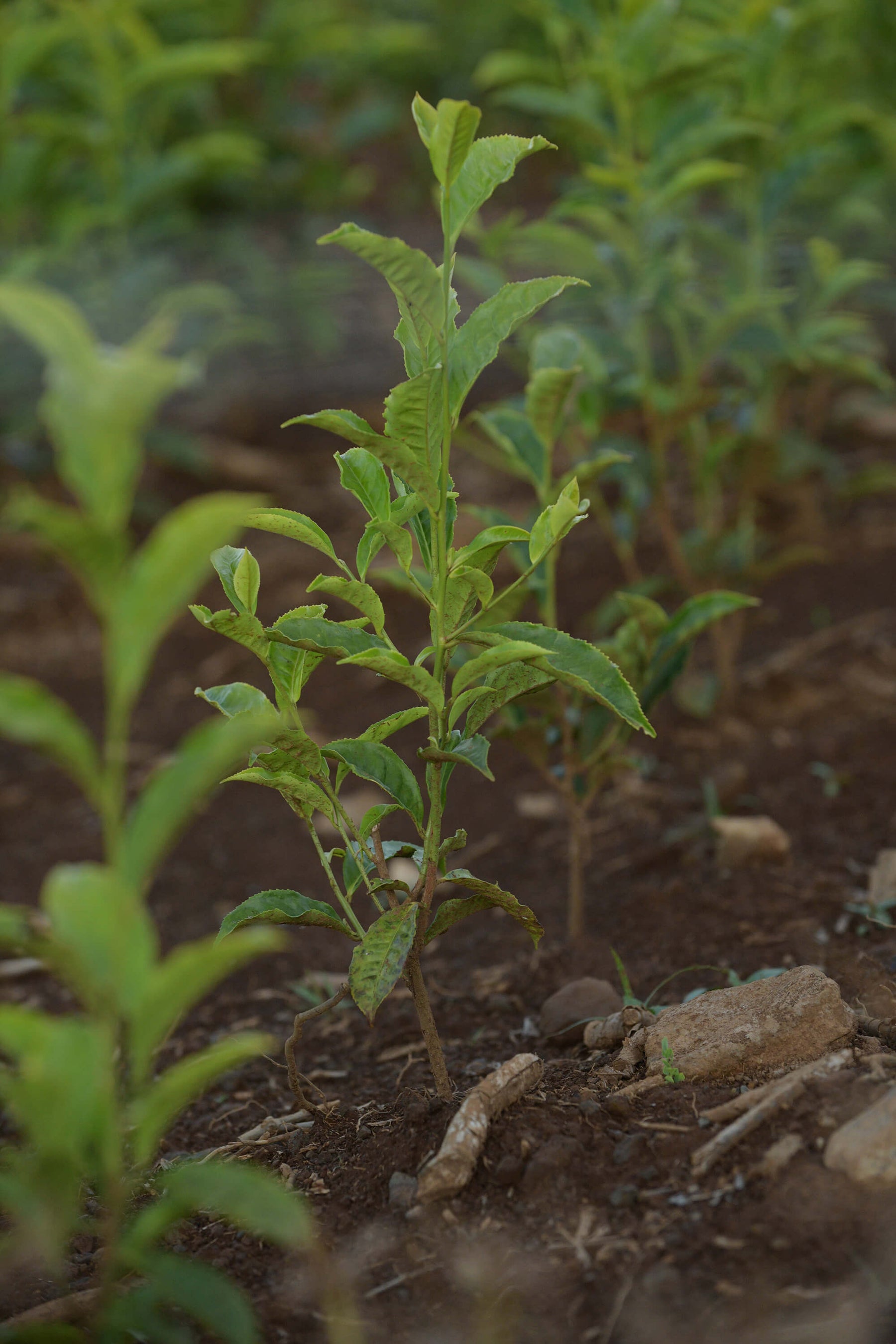 New tea plant in soil