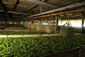 Tea factory